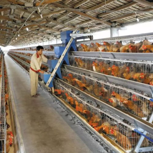 黃杏彪 用心智造，推動雞群智能化飼養設備與外圍設備制造